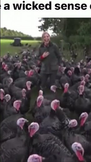Turkeys laughing!!