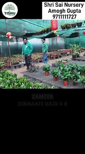 ZZ Plant: Perfect Low-Maintenance Beauty for Every Home!” Discover the elegant ZZ Plant (Zamioculcas zamiifolia), also known as Zengibar Zem! With its glossy leaves and ability to thrive in low light and minimal water, it’s the ultimate choice for beginners and plant lovers. Perfect for modern homes and offices, this resilient plant adds charm while purifying the air. Watch now to learn care tips and why it's a must-have! 🌱✨ Shri Sai Nursery - Amogh Gupta 9711111727 & 8527660045 Church Road, Va