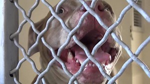 In March 2014 there were 3 gorgeous, unaltered, Pit bulls that came into the shelter as strays. A week went by and the owner finally came, luckily they were still alive. He took them home but today the 3 were again back in the shelter but they were surrendered by that owner who must have been finished with them. This is one of the sweet ladies, GUERA, and she has the most striking eyes and beautiful energy, even after what she has been through. Please SHARE for her life and for her chance at a b