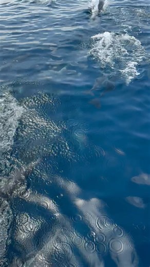 61K views · 3.3K reactions | Summertime Fun! 朗 You won’t see this many dolphin anywhere else! Southern California has the highest concentration of Common Dolphin in the world!   Laura Lopez | Dana Wharf Whale Watch | Facebook