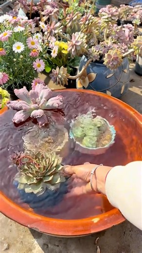 Succulents on Instagram: "How to water succulents 🪴 #succulents #suculentas #plants #gardening"