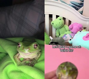 #duet with @Frog #frog frog watch frog ❤️🐸