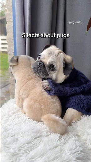 5 wholesome facts about PUGS 🥹💙 #pug #dog