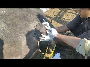 Behind every healthy animal is a hardworking veterinary team. A successful cyst surgery in a buffalo