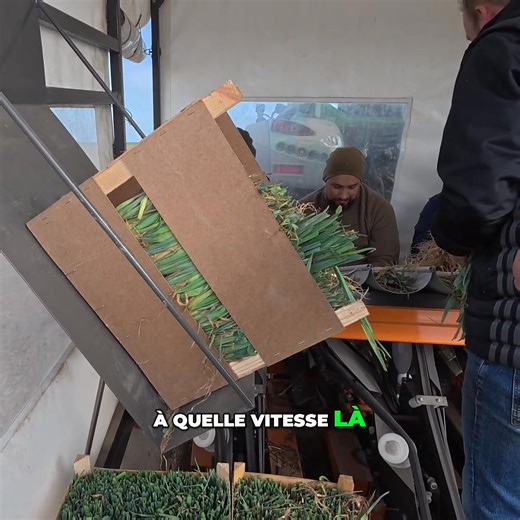 26K views · 136 reactions | Découvrez avec nous la première livraison de poireaux, les défis initiaux et les ajustements nécessaires. Voyez notre équipe en action, les techniques de plantation, et l'importance de l'humidité du sol pour une culture réussie. #Poireaux #AgricultureFrançaise #Plantation #Maraîchage #Récolte #Jardinage #Agriculteurs #Légumes #TechniquesAgricoles #CultureDePoireaux | Thierry Agriculteur d'aujourd'hui | Facebook