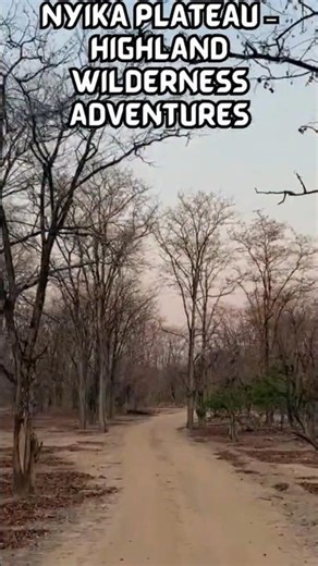 Africa Hidden Highlands Experience | Luxury African Safari Trek - Nyika Plateau Adventure #travel