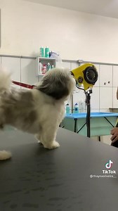 269K views · 5K reactions | Ficou lindo mesmo! 殺 Sigam esta fofura no tik tok Crédito no vídeo.  Nos sigam no Instagram AMO MEUS BICHINHOS OFICIAL Esperando você por lá! ❤ https://www.instagram.com/amo.meus.bichinhos/?igshid=1pkwsjl3o9aux | Amo meus bichinhos | Facebook