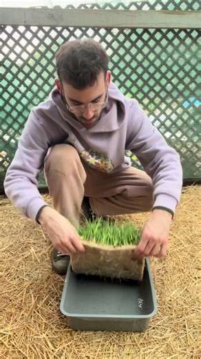 Growing Healthy Sprouts for Guinea Pigs