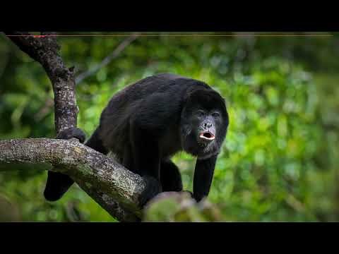 The sounds of Black howler monkeys