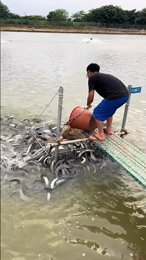 Eel Feeding Time: Farmer Mixes and Spreads Feed in Pond 👀