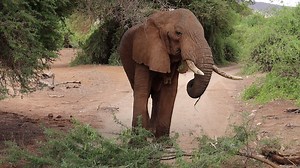 5.6K views · 676 reactions | Meet Kiir. He is one of our Samburu...