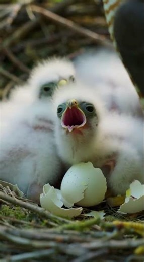 EURASIAN SPARROWHAWK Bird’s Nest Wildlife Nesting