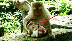 3.4K views · 233 reactions | What a very mean mother monkey slap.ing own baby till back.fall so shock.ed | Adorable Monkey | Facebook
