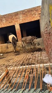 162K views · 10K reactions |  | High Flyer Pigeon's | Facebook