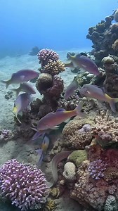 Just a few encounters I had recently. 😊 The Red Sea is amazing. Have you dived it yet?@deepbluedivecenter #redsea #buceo #duiken #tauchen #plongee #scuba #scubadiving #underwater #padi #uw #uwpics #gopro #deepbluedivecenter #underthesea_perfection #nauticamhousings #underwaterphotography #inon Scuba Diving Group Scuba Diving Worldwide Sea Life Deep Blue Dive Center / Aqaba-Red Sea-Jordan Scuba Diving PADI GoPro worldwide_gopro UNDERWATER PHOTOGRAPHY The Professional Mariner DeeperBlue.com Visit