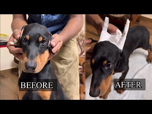Dogs Ear Posting Method After Ear Cropping 🐕 By Loyal Dog Training Academy Kerala