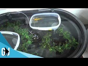 #418: DIY Axolotl Stock Tank Breeding Habitat - DIY Wednesday