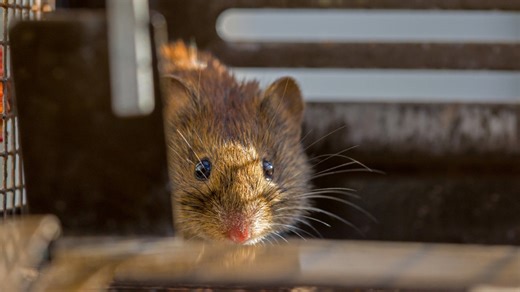 The landscaping material that works as a barrier around your home to keep rodents out