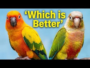 Sun Conure vs Green Cheek Conure: Which One Is the Better Pet?