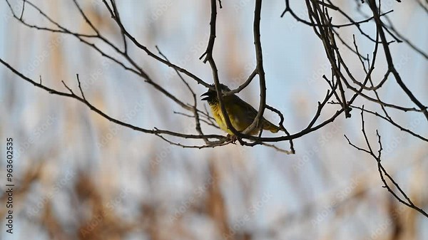 4K footage of a female sociable weaver dismantling a male's nest due to dissatisfaction. Captures unique bird behavior and nest-building dynamics, ideal for wildlife studies and documentaries