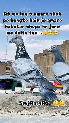 Addressing Account Issues on TikTok