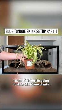Blue tongue skink setup part 1