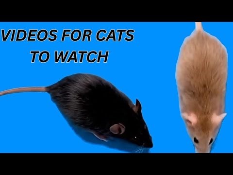 Videos for Cats to Watch 🐭 Black Mice Running on Screen | Cat TV Entertainment