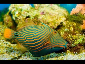 Undulate Trigger Fish In Planet Earth Aquarium , Mysore || Mysore Tourism