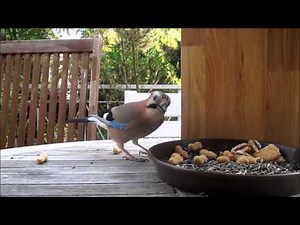 Eichelhäher und Elstern in absoluter Nahaufnahme auf der Terrasse