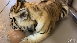 273K views · 10K reactions | When Mazy's away (), Mila will play  #TOTigerCub | The Toronto Zoo | Facebook