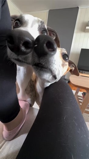 «What is it like having three dogs?» LIKE THIS ☝🏻 I often get that question and quite frankly I don’t know how to respond. It’s a lifestyle 🤷🏼‍♀️😅 #whippet #curiousdog #noprivacy #dogpacklife | Whippet Dog Lover’s