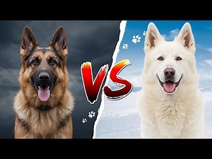 German Shepherd vs Swiss White Shepherd 🐶⚡ Who’s the Ultimate Dog?
