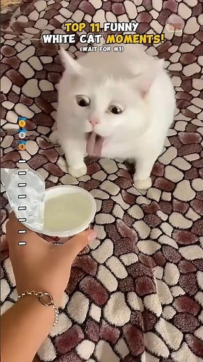 The 11 Funniest White Cat Moments You Need to See