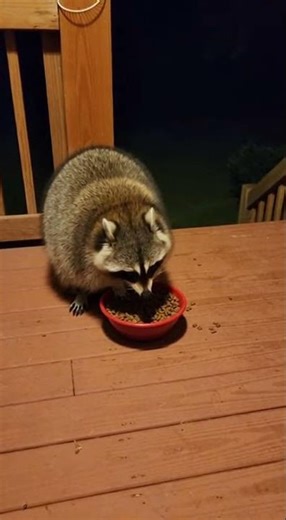Raccoon Has Bizarre Reaction to Sprinkler Sound