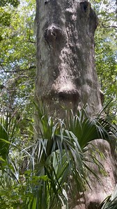 1.8K views · 72 reactions | 1,000 year old Cypress Tree | Florida Trailblazer | Facebook