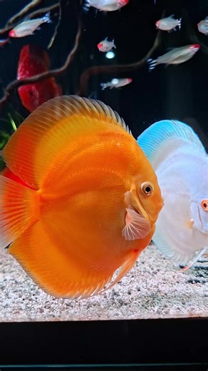 Golden Discus Care Guide for Your Fish Tank