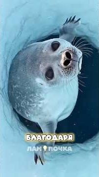 🌊 How do seals sleep underwater without air? Scientists were shocked 😨 #animals #interesting