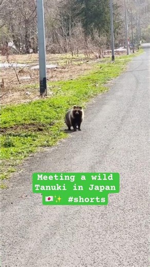 Meeting a wild Tanuki in Japan 🇯🇵✨ #shorts
