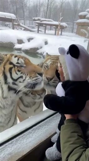 Tigers Spot a Baby Dressed as a Panda Cutest Reaction!