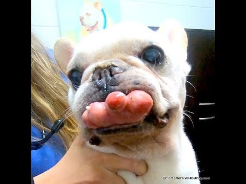 Bulldog mandibular tumor resection (Mandibulectomy) Dr. Kraemer Vet4Bulldog Bully Specialist