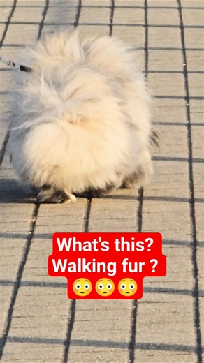 siamese dog walk #siamese dog