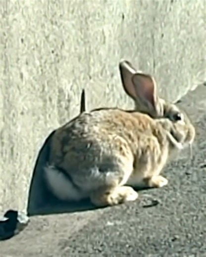 A terrified pet rabbit was found clinging to a concrete median on a busy California highway, with cars speeding past as a passerby called Animal Care & Control San Francisco for help. Three officers shut down westbound I-80 from the Bay Bridge to safely corral the panicked bunny, now nicknamed “Elektra,” who is healthy and waiting at the shelter in case her owner comes forward | The Animal Rescue Site by GreaterGood