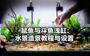 [中配]鼠鱼与斗鱼浅缸：水景造景教程与设置 - MD Fish Tanks