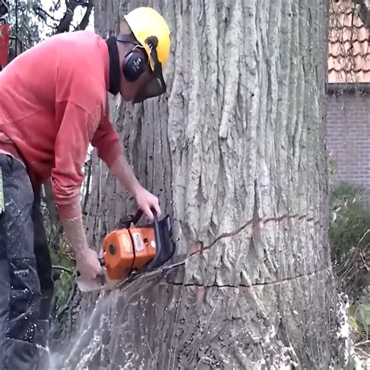 2.7K views | Cutting 600 years old tree skills with chainsaw #logging #chainsaw | Florenc Sokoli � | Facebook