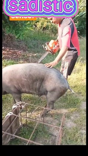 pig slaughter