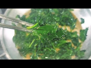 How to Cook Spinach - Sauteed Baby Organic Leafy Greens - Real World Kitchen Skills