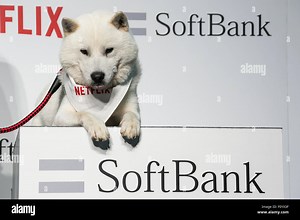 SoftBank's mascot dog ''Otosan'' (father) pose for the cameras during a media event to announce a business alliance for the Netflix video delivery service in Japan on August 24, 2015, Tokyo, Japan. From September 2nd SoftBank's 37 million users will be able to access a Netflix Inc. subscription starting at 650 JPN (5.34 USD) for a Standard SD plan. The companies also plan to work on joint content creation projects. Credit:  Rodrigo Reyes Marin/AFLO/Alamy Live News Stock Photo - Alamy