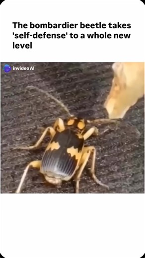 Exploding Science on Instagram: "The bombardier beetle defends itself by ejecting a hot, noxious chemical spray from its abdomen when threatened. This defensive mechanism involves a rapid chemical reaction between hydrogen peroxide and hydroquinone, stored separately in the beetle’s body. When danger is sensed, the chemicals are mixed in a specialized reaction chamber, producing a boiling, toxic liquid that is expelled with an audible pop. The spray can reach up to 100°C and is directed accurate