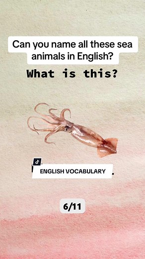 Learn and Test English no TikTok