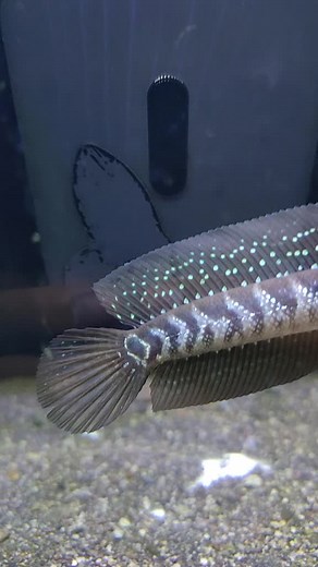 fajararief12 on TikTok